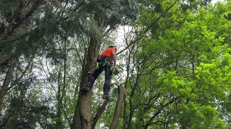 Gholson, TX Tree Removal Company